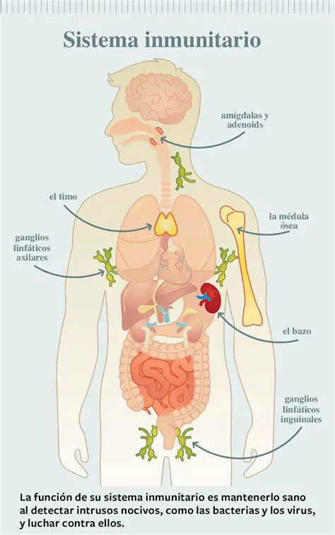 La importancia del sistema inmunitario