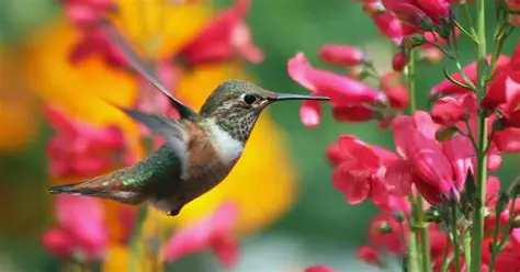 La leyenda del picaflor y el sapo
