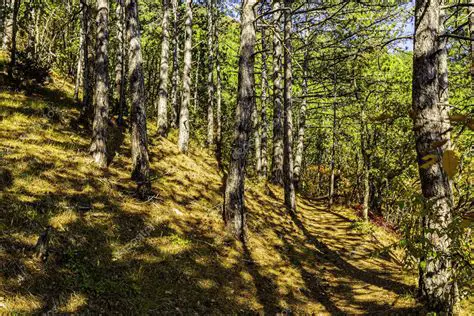 La naturaleza abstracta del alboroto