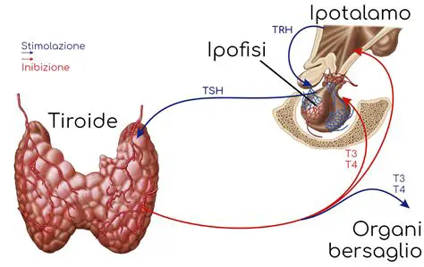 La relazione tra i nodi e gli archi