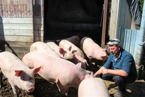 La transformation en porcs