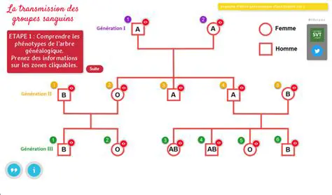 La transmission des groupes sanguins