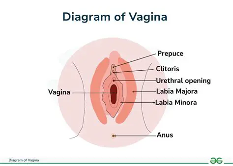 Labelled Diagram of the Vagina