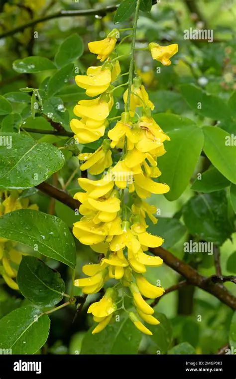 Laburnum flowers are a favorite among gardeners and nature enthusiasts