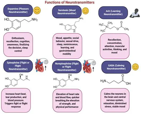 Lack of Understanding of the Role and Function of BPD