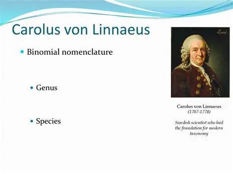 Laid the foundation for modern taxonomy
