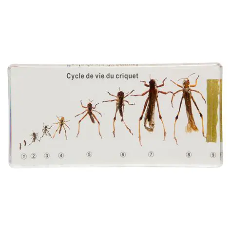 Les Facteurs qui Affectent le Cycle de Vie du Criquet