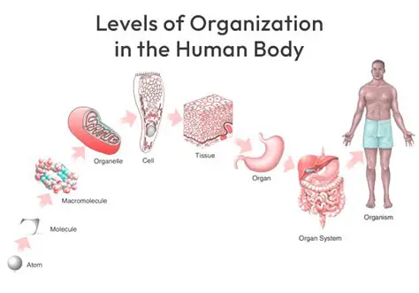 Levels of Organization in the Human Body