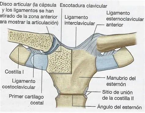 Ligamento esternoclavicular anterior