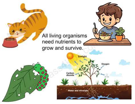 Living Organisms on the School Grounds