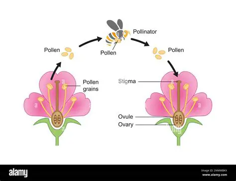 Low frequency of pollination