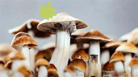 LSD and Psilocybin Mushrooms