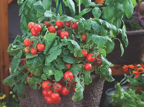 Lycopersicon esculentum Miller