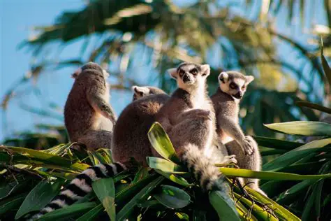 Madagascar: L'Île Rouge, Joyau de Biodiversité Unique au Monde