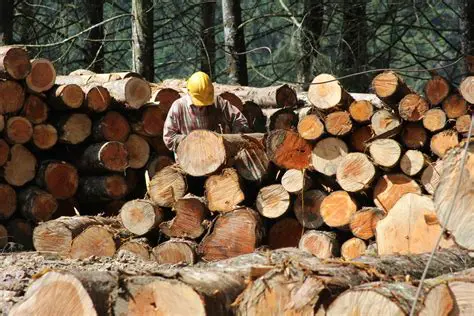 Madera y productos forestales