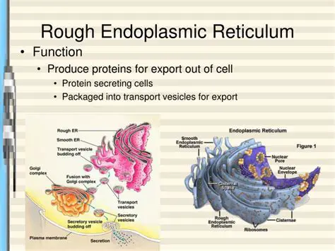 Main Function of the Rough Endoplasmic Reticulum