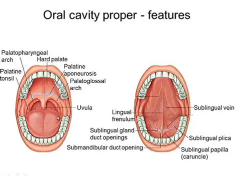 Maintaining the cleanliness of the oral cavity