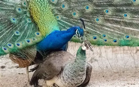 Make the peacock more visible to predators