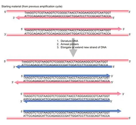 Making DNA Ladder 100 BP Based on Polymerase Chain Reaction Independently