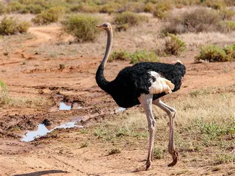 Male ostriches play a vital role in the breeding season