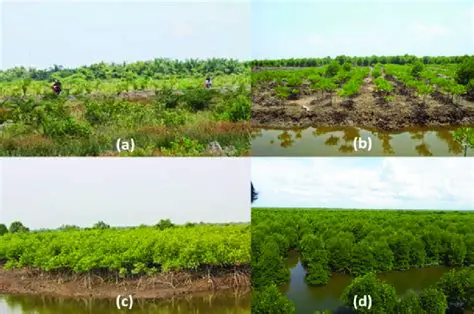 Mangrove Typology in Lubuk Kertang Village
