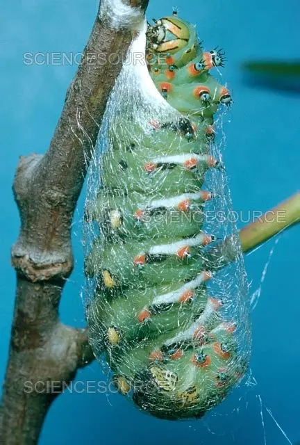 Many moth species wrap themselves in a silk cocoon