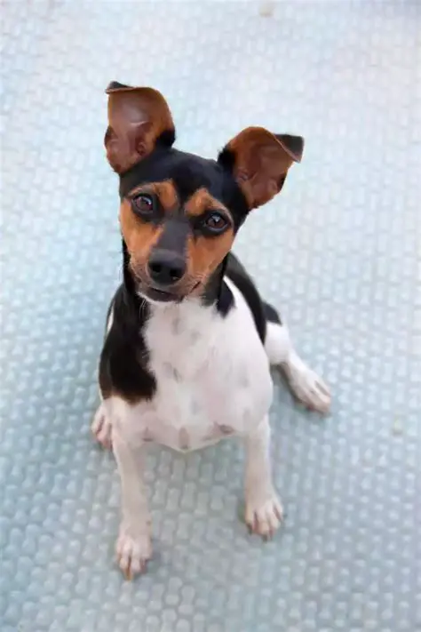 Le Martin Terrier : Un Chien de Travail Polyvalent et Affectueux