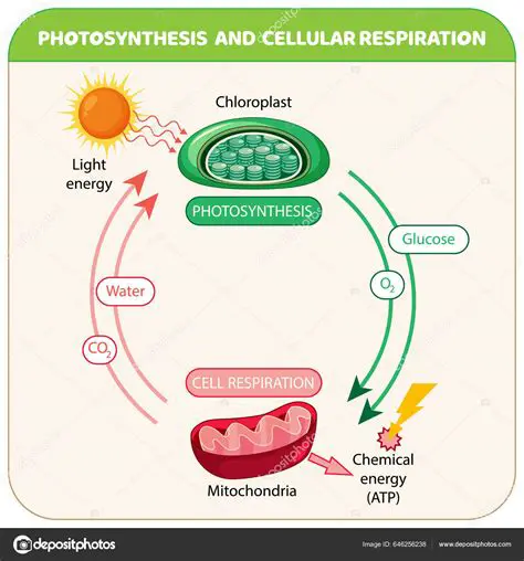 Matching Photosynthesis with Respiration Needs