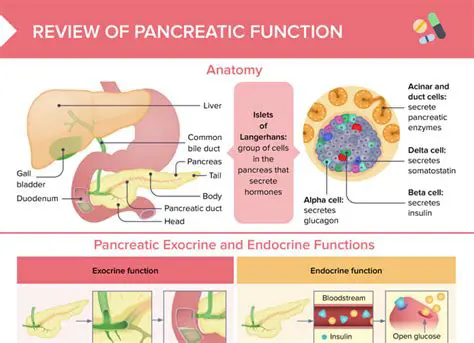 Matching the Pancreas to Its Function