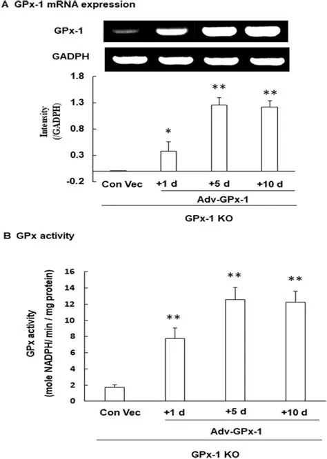 Measurement of GPX Activity