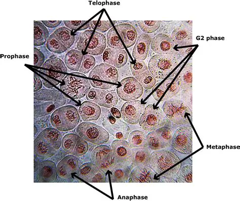 Mechanism of Onion Extract Action