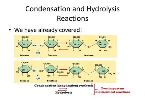 Mechanisms of Hydrolysis and Condensation Reactions