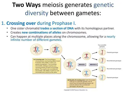 Meiosis and Genetic Diversity