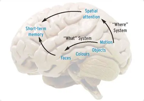 Memory and cognitive problems