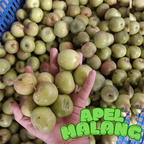 Menghitung Harga 1kg Buah Apel