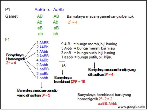 Menghitung Rasio Fenotip dan Genotip