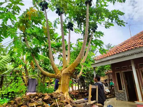 Mengungkap Rahasia Pohon Pepaya dan Jagung