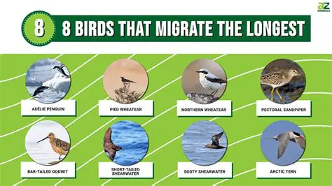 Migrating Birds and the Compass