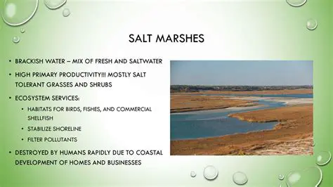 Mix of fresh and saltwater