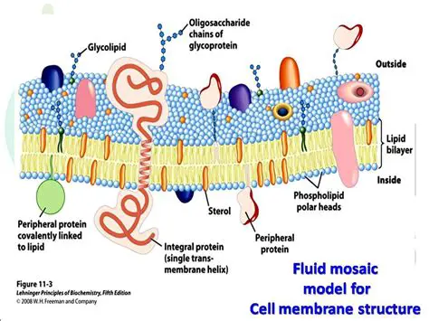 Model of the Cell Membrane