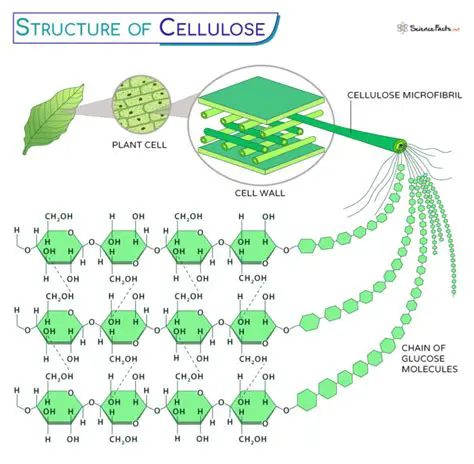 Modification of Cellulose Structure