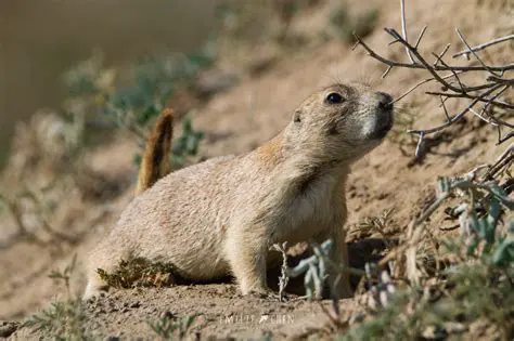 Monitor prairie dog populations