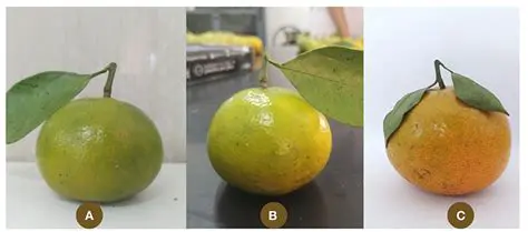 Morphological Characteristics of Siamese Oranges