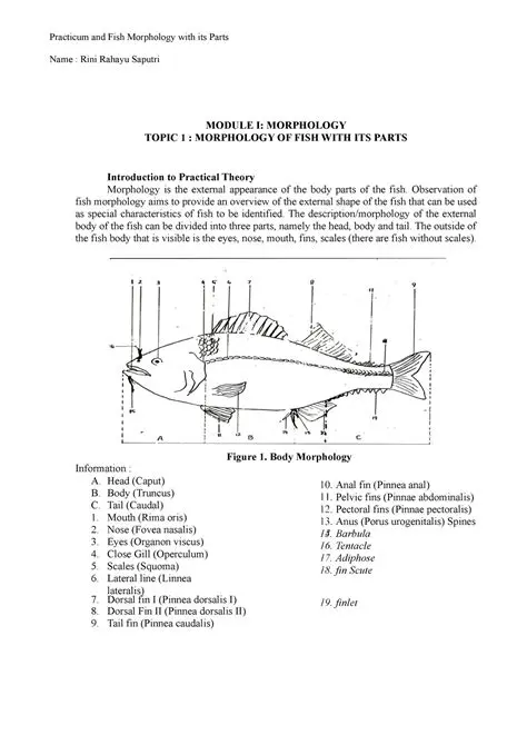 Morphology of Lemeduk Fish