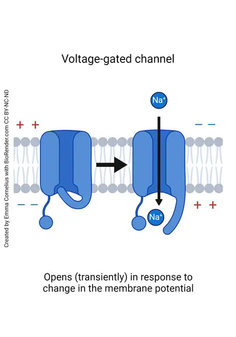 Movement of an Ion through an Open Gated Channel