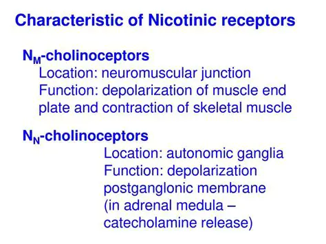 Muscle nicotinic receptors