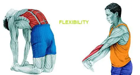 Muscle Strength and Flexibility