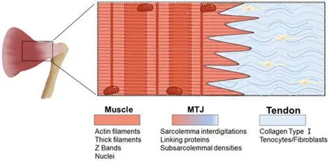 Musculotendinous junctions