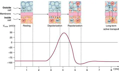 Nerve Conduction and Reaction Times
