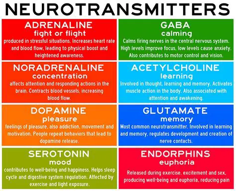 Neurotransmitters Involved in Alertness